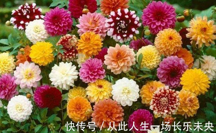 适应能力|4种旺运花，吉祥添富贵，开起花来拦不住，美不胜收，你养了吗