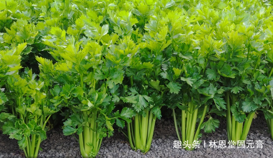 开开心心|女人常吃它，子宫越来越干净，远离妇科病皮肤光滑细腻，早知早好