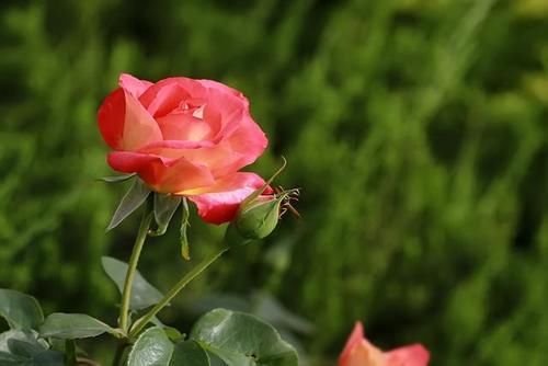 月季入春后施肥有讲究，什么时候第一次施肥你知道吗？时间很重要