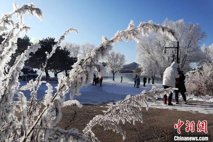 雾凇|“雾凇之都”首场雾凇抵临 幻如仙境盛景