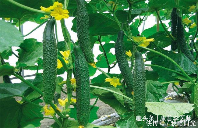 对身体好处很多的食物,坚持食用,降压减脂,养护血管,延缓衰老