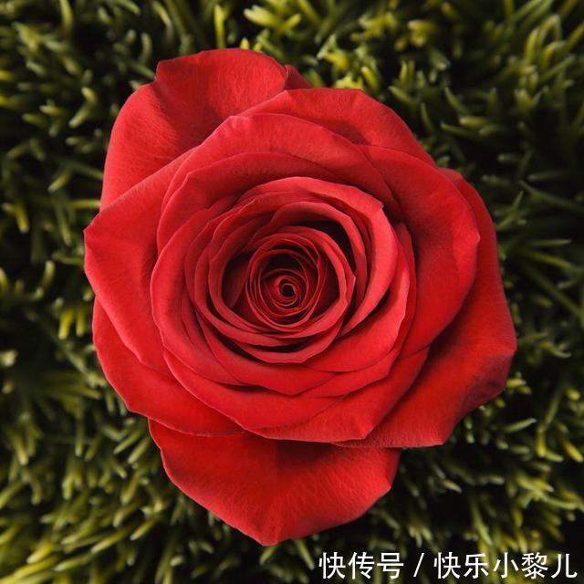 天天秤|1月中旬开始，桃花绚烂，与旧爱再续前缘，真爱永相随的4大星座