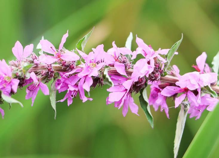 子宫|女性来例假时，多吃这几种食物，排出子宫污血，人更显年轻