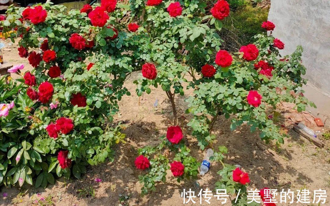 秋天养花,10月浇点“大补肥”,来年爆满大花芽