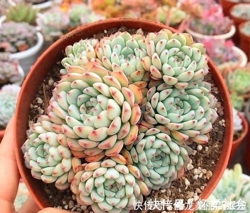多肉|4种多肉,适合新手养,丢土里就能活,独苗一年长一群
