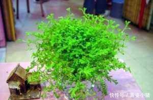 5种东西扔盆底，盆土疏松又透气，花卉越长越旺，不烂根