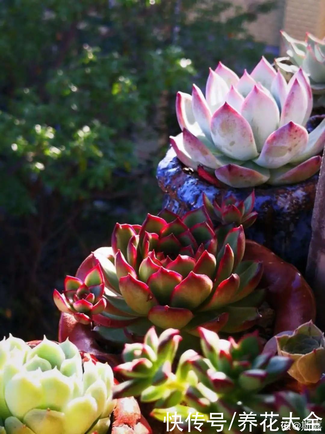 多肉|多肉夏天怎么养？休眠期一到，就要小心了