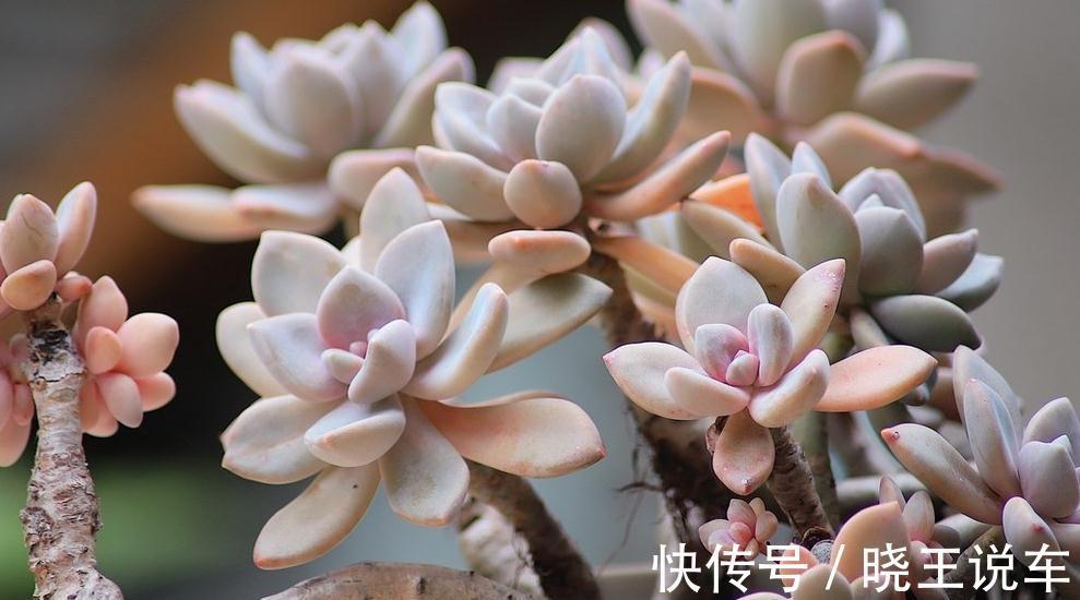 美人|颜值高却皮实好养的美人多肉植物,一言不合就爆盆,冬美人多肉