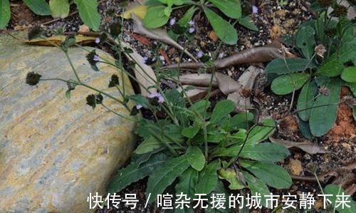 煲汤|它是口腔溃疡“特效药”,人称地胆草,路边到处是,需要请重视!