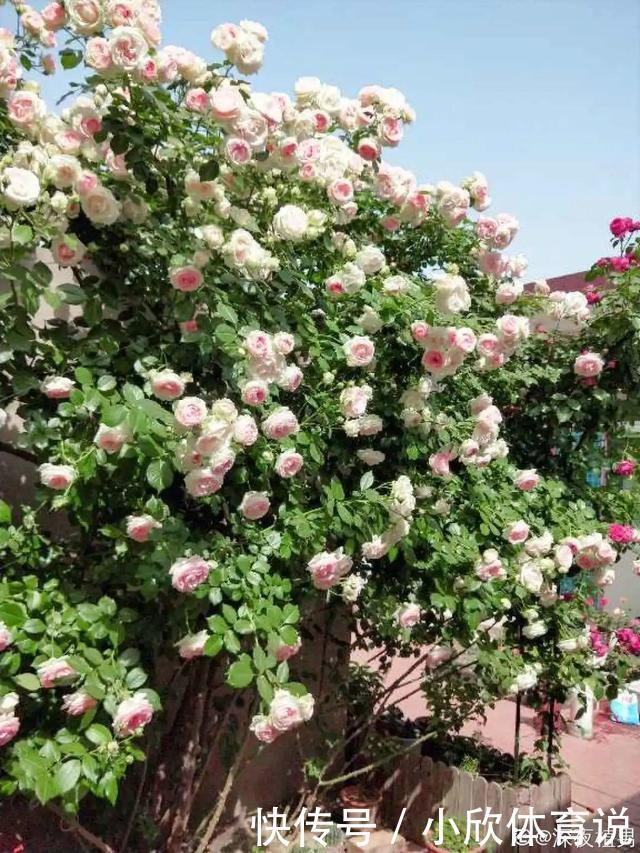 这种花品种多,花型好,养了你就爱上了!