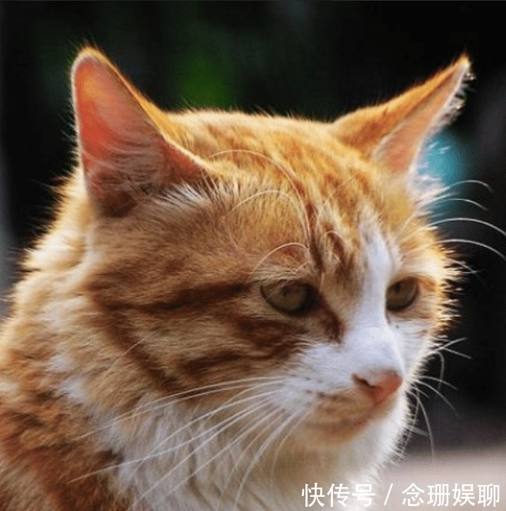 中国人为何不吃猫肉?原来李时珍早就给出答案,古人早已试过