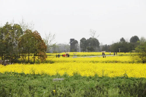 中年|成都人3月赏花攻略，8个免费宝藏地，1小时地铁公交可直达