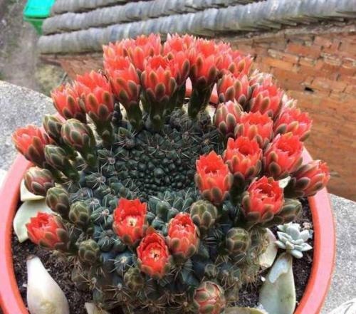 60岁的他,退休只养仙人球,10个品种,开花比月季还漂亮