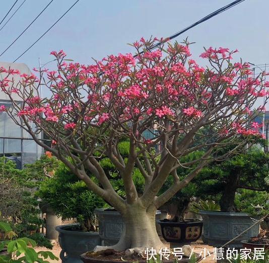 沙漠玫瑰怎么养,掌握这四点技巧枝叶翠绿花苞多