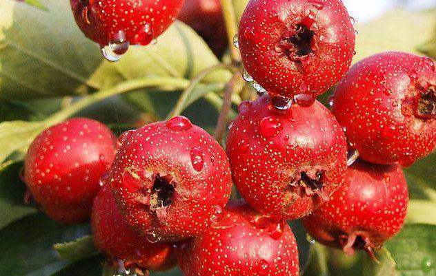 红豆薏仁|女人不想老太快,吃6种美食,激发雌激素,呵护卵巢更显女人味!