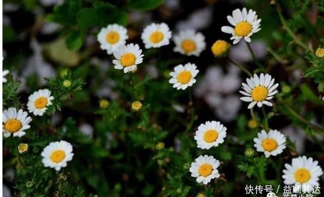 花草盆栽:6种冬天开花的植物,随便养上一盆,美翻整个寒冬!