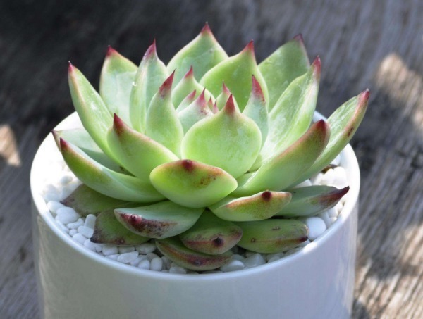 多肉植物|多肉植物长满了蚧壳虫,简单的方法处理下,多肉晶莹剔透更健康