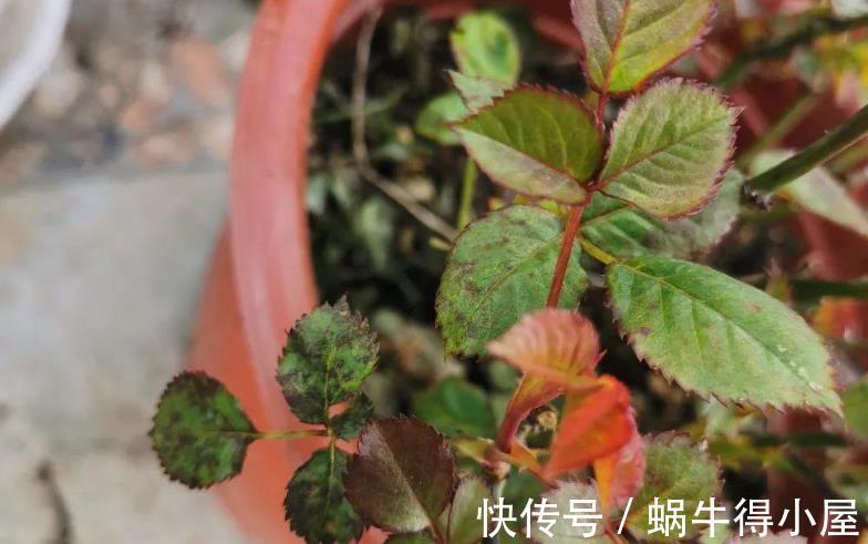 药剂|养月季,不用怕蚧壳虫、红蜘蛛、蚜虫,这么一处理问题全解决了