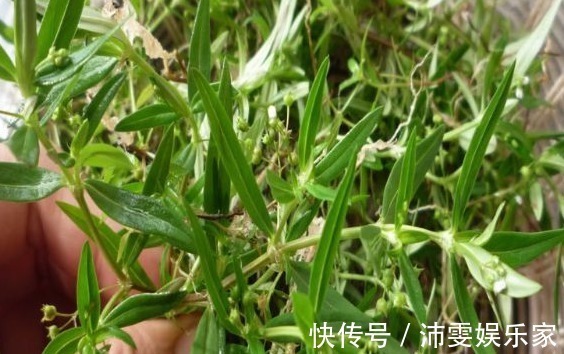 蛇舌草|又名“百花蛇舌草”，却能治疗蛇毒，还抗癌，农村到处都是！