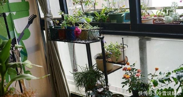 根部|养富贵竹、君子兰、绿萝,一对一喂”神仙水“才根壮叶绿