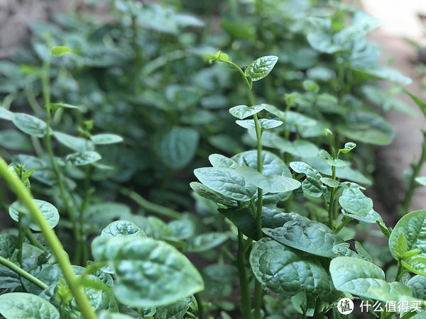 家常|三伏天没胃口,不妨试试这5道家常凉拌菜,清爽不油腻,伏天必备