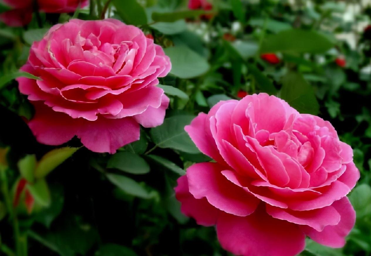 养花行家王阿姨,家里的月季开满盆,原因就是她自制的这种花肥