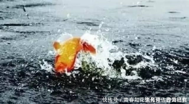 但凡看见鱼在水面频繁跳跃,就赶紧收竿,因为用什么招都不好使