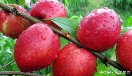 油桃|这种水果吃了血糖稳定不升高，血糖高的人也能吃