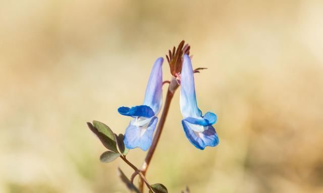 一身|此物是中医里面的专用“止痛药”，一身上下诸痛，服之皆可消