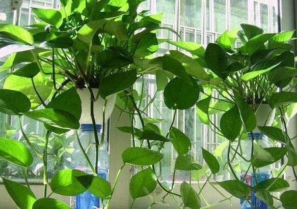 15天给绿萝喝一勺这种“水”，叶片绿油油，疯长不停爆盆不是梦！