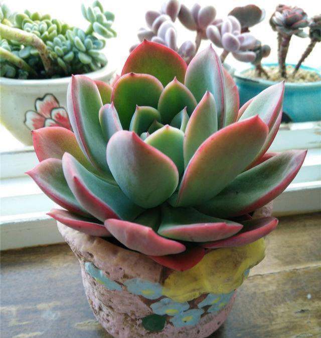 多肉在夏天,垫个“小东西”,不怕浇水不怕晒,越养越漂亮