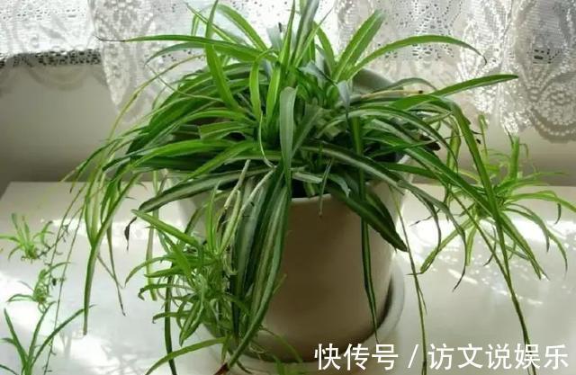 盆栽|养花时,盆里挖个洞,埋上3粒“它”,什么肥都好使