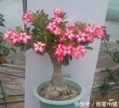 超好养活的花,美丽不输牡丹,花期300天,抗高温抗干旱!