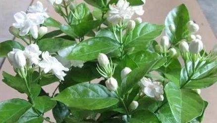 3种花现在扦插还不晚,剪个枝插盆里,生根快成活率高
