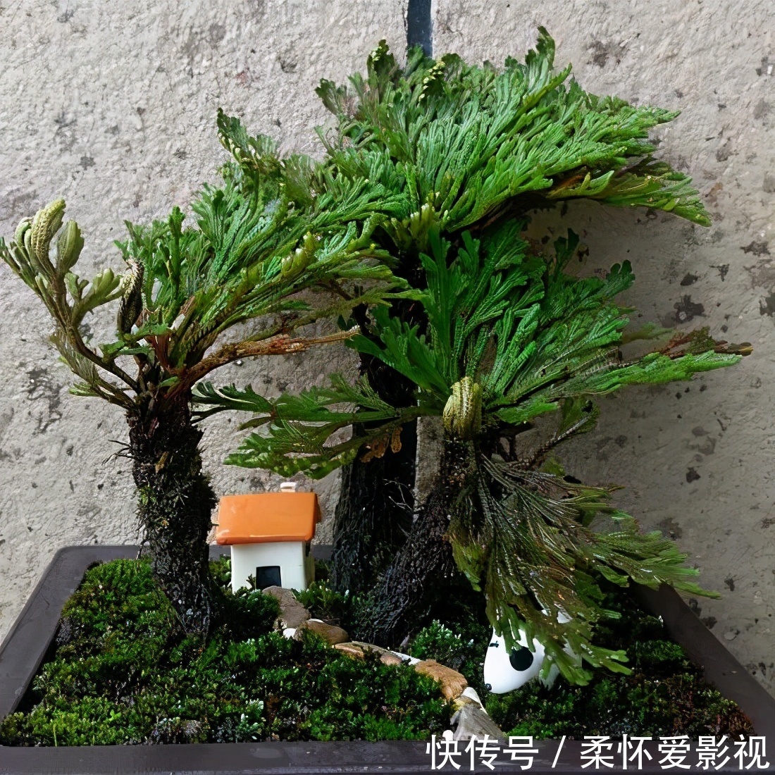 金钱树|客厅养花,选4个品种错不了,有的好看,有的寓意好