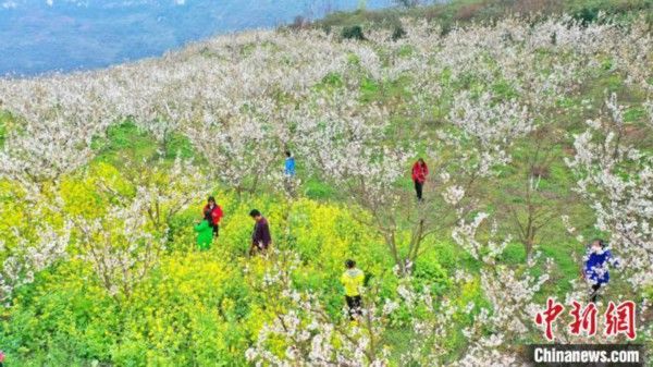 古人赏花有多浪漫？燃香、抚琴，收集落花当坐垫