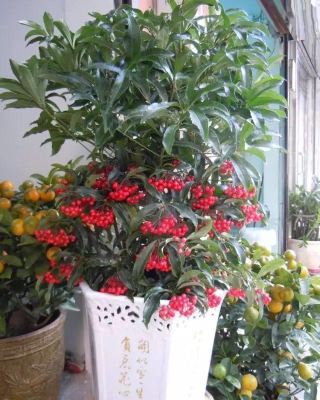 客厅|这些盆栽水果,巴掌大一棵能结上百个,客厅放一盆,馋的直流口水