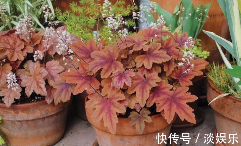 养花就养它,它是花中“迪丽热巴”,浓烈又热情,艳丽极了!