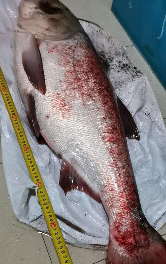 禁渔期，湘江仍有不少锚鱼人，一米长的鱤鱼硬拉上岸