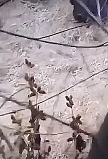 库尔德人|亚美尼亚战场恐怖一幕,大量士兵横尸野外大群野猪啃食士兵遗骸