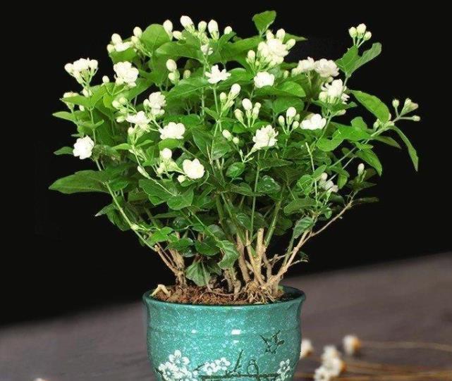 冬季4种花“特欠剪”,不剪开花少,冬季勤修剪,春季开爆盆!