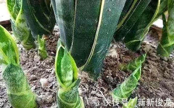 小芽|高手养虎皮兰土壤中加点“它”，一周冒出8个芽，呼呼长“爆盆”