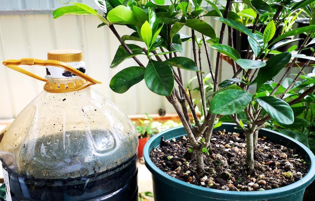 土壤|出门遛弯捡点它回家，一处理养花，植物长得又旺又壮