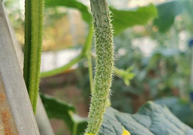 黄瓜蒂|买黄瓜时，挑直的还是弯的老菜农说漏了嘴，以后别买错了