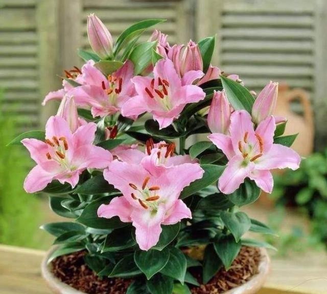  明年|今年的百合种球别扔了，教你1个小技巧，让它明年再次开花！