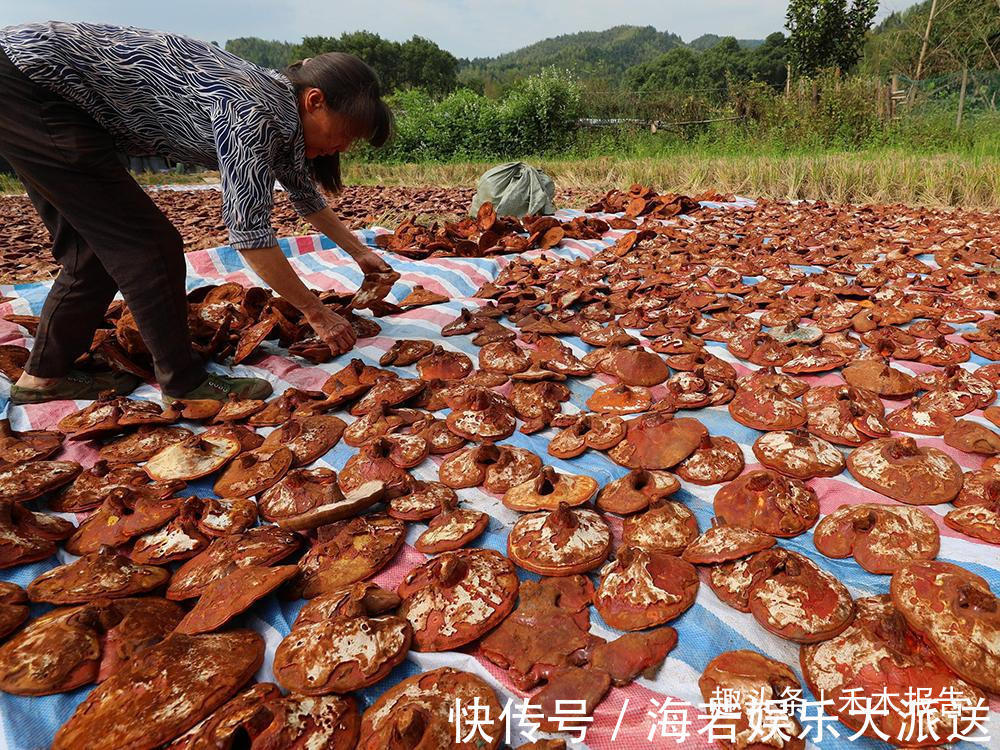 野生植物|曾上千元一斤被誉为“仙草”,如今口碑崩塌,20元一斤沦为笑柄