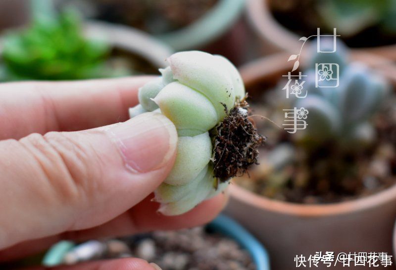 好心|多肉上盆后，新手喜欢拔苗助长，以为是“好心”，结果肉肉没服盆