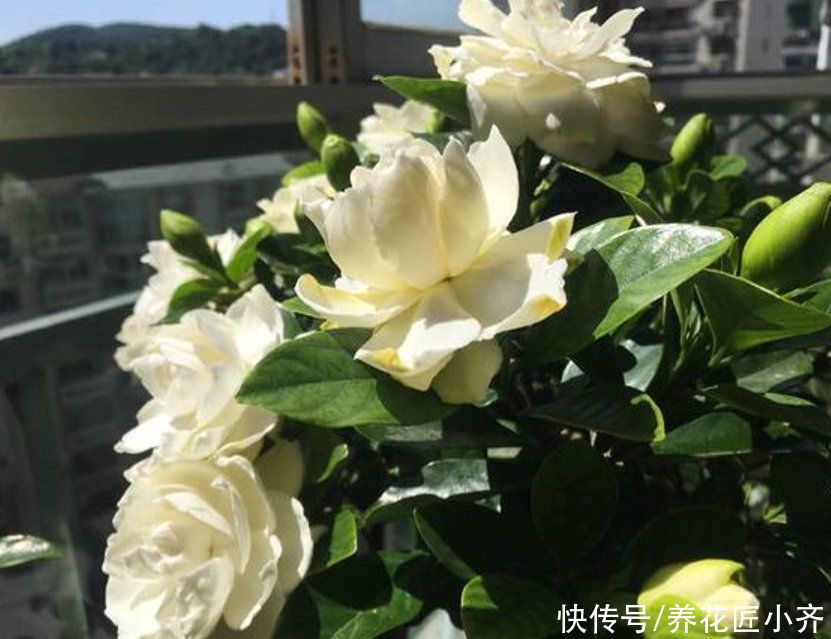 家庭|栀子花不适合家庭养?是你被“坑”了,它很好养,掌握技巧即可