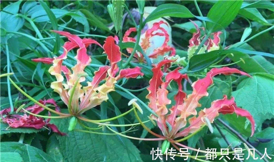 “寿命长”的10种花,寓意好,格调高,老人见了眉开眼笑!