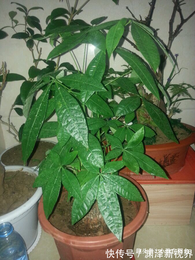 浇水|家庭养“发财树”，别乱施肥、乱浇水，控制好光照，蹭蹭长得旺！